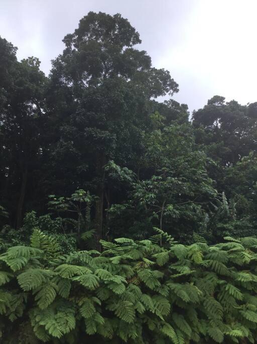 Les Lucioles 1 Beau T2 En Foret Tropicale Avec Acces Piscine Saint-Joseph エクステリア 写真